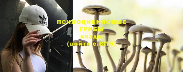 PSILOCYBIN Струнино